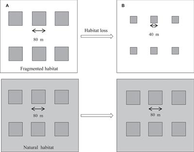 Effect of Pollen Limitation and Pollinator Visitation on Pollination Success of Haloxylon ammodendron (C. A. Mey.) Bunge in Fragmented Habitats